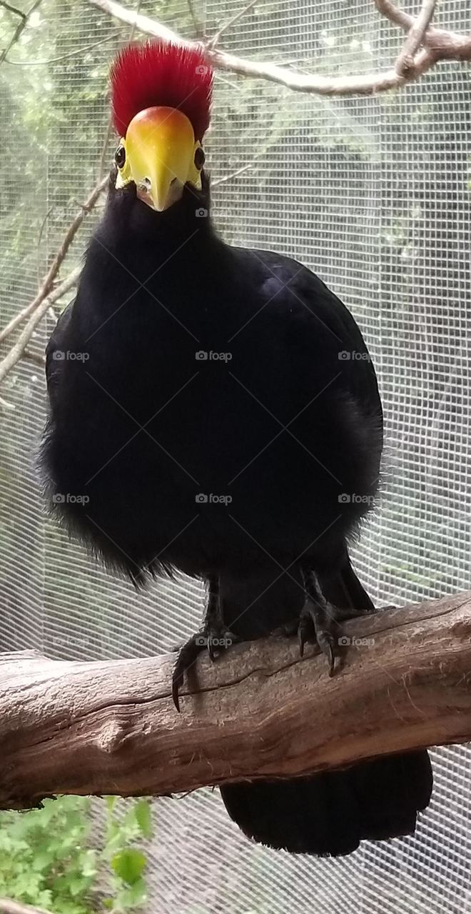 Beautiful Black Bird With A Red ~ Punk Rock Hair Do