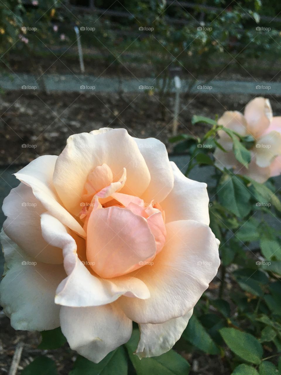 A dreamy, blush colored rose in a rose garden. 