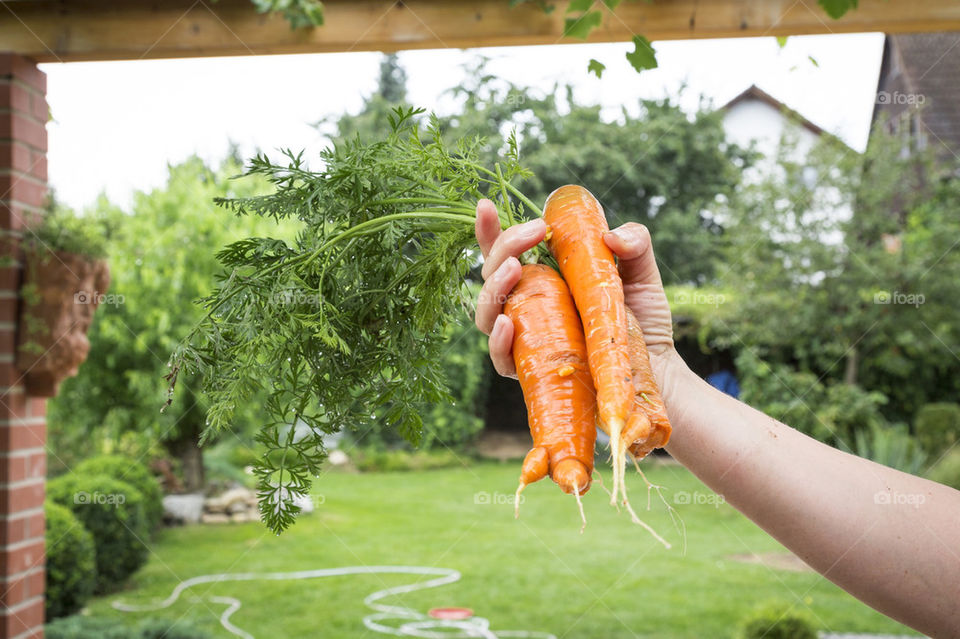 Organic carrots