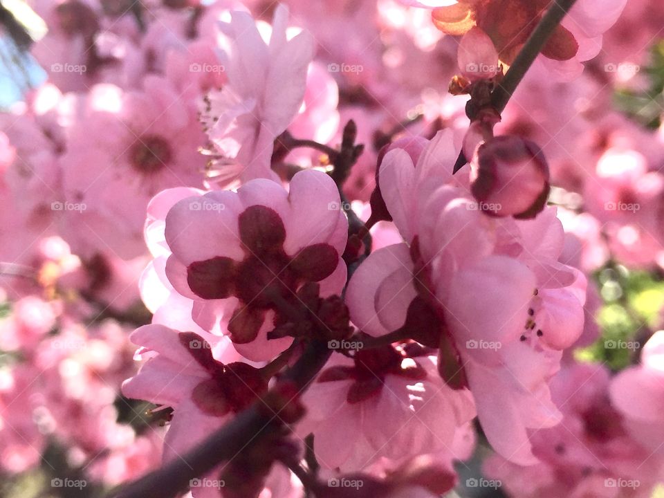 Beautiful spring blooming 