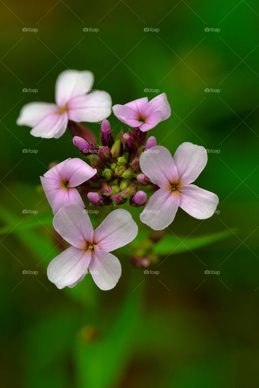 pink flowers