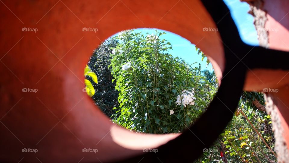 Janela, vegetação, ar livre.