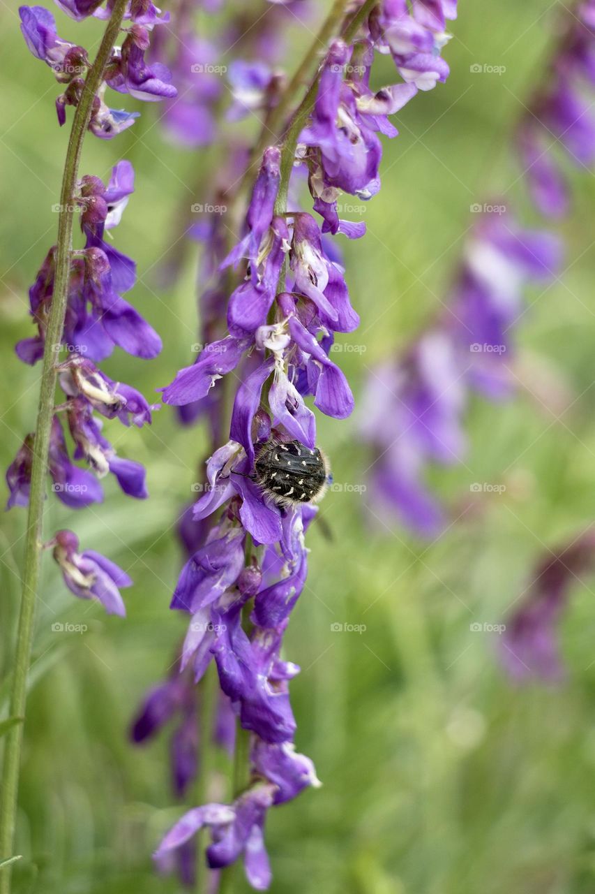 Bug on the purple flower 