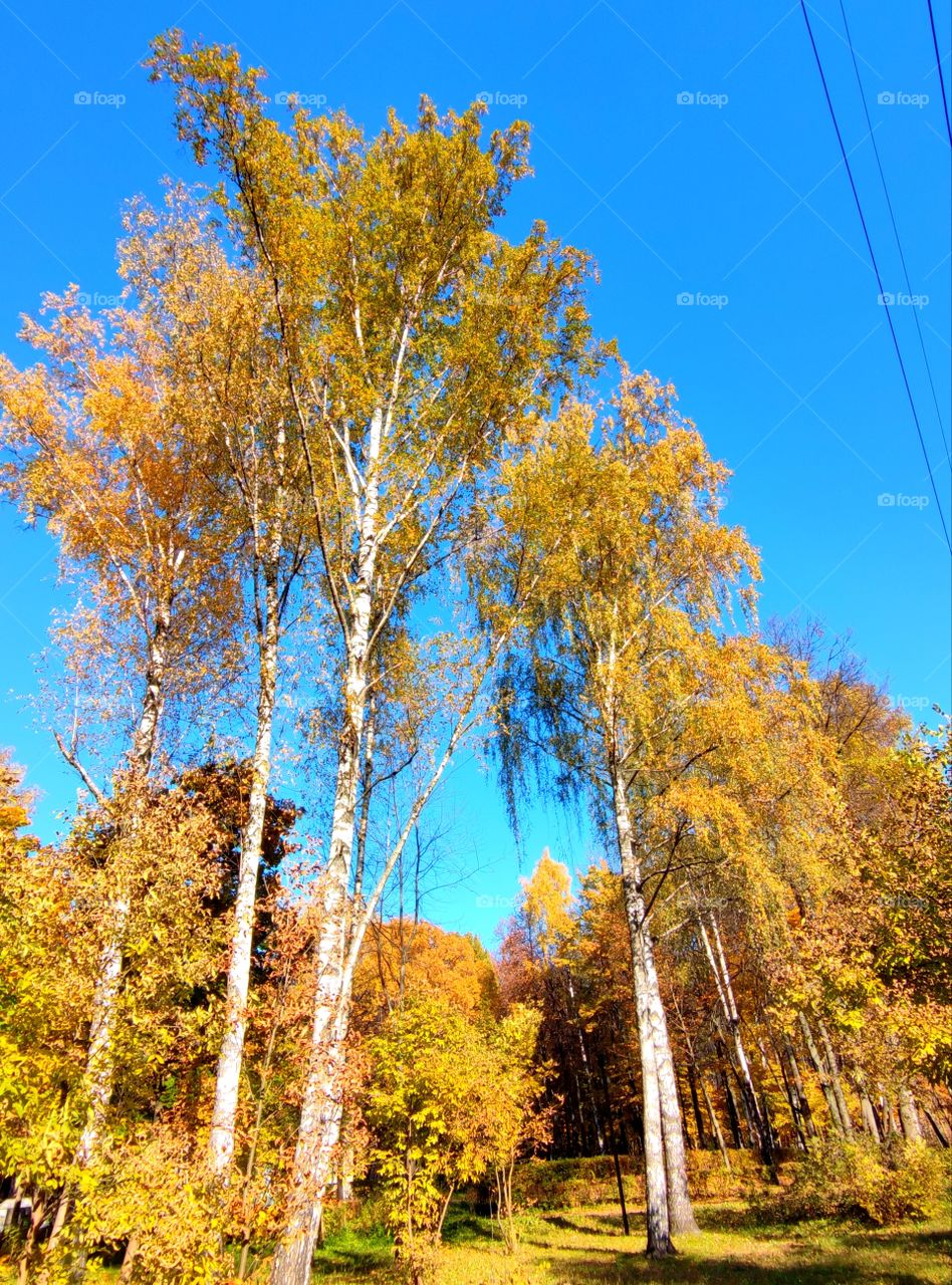 Golden autumn.  Blue sky and yellow autumn birches