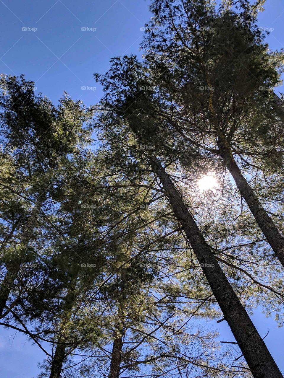 Tree And Sun Interplay in Banner Elk, North Carolina, USA