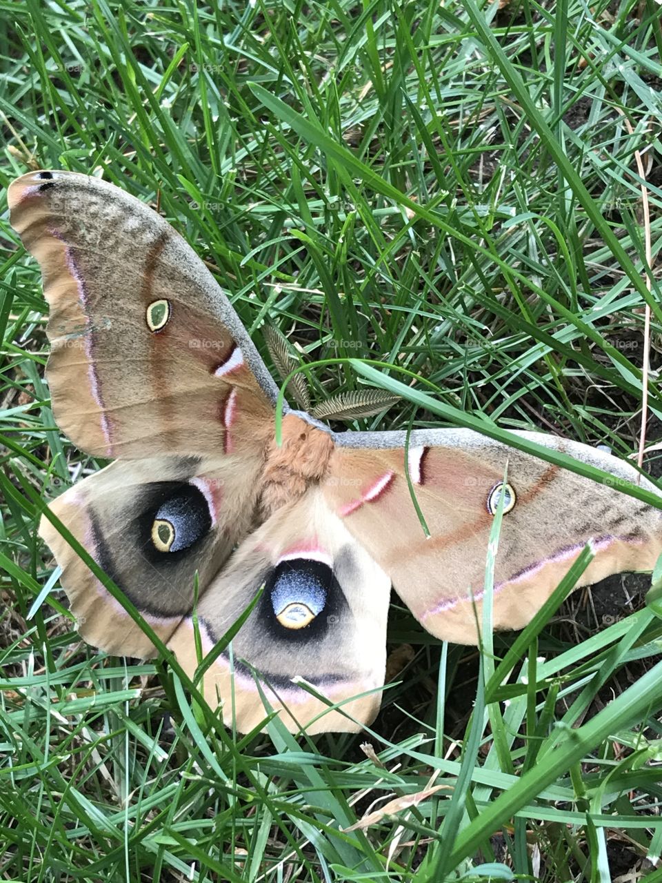 Odd butterfly