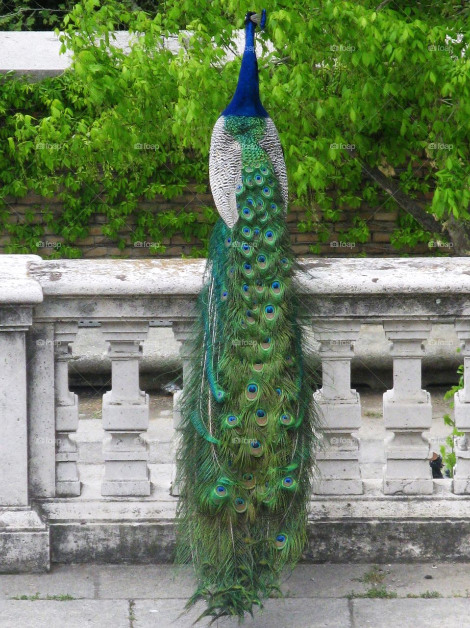 Wild Peacock in Spain