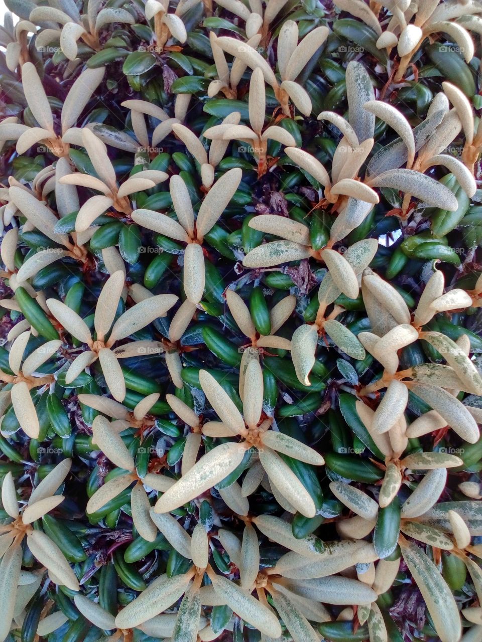 background and texture from tree in the garden