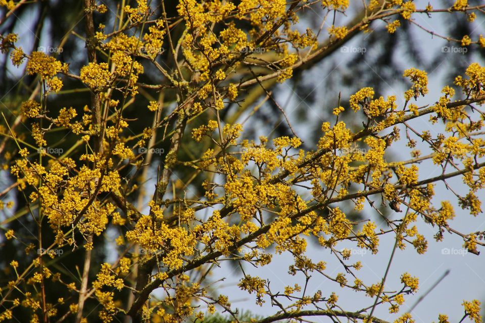 Yellow blooming cornelian cherry between branches and sky