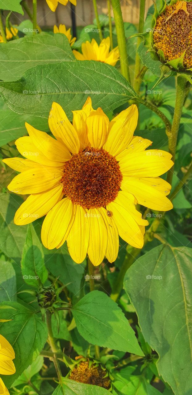 love the way sunflowers follow the sun... one part of nature following the other.