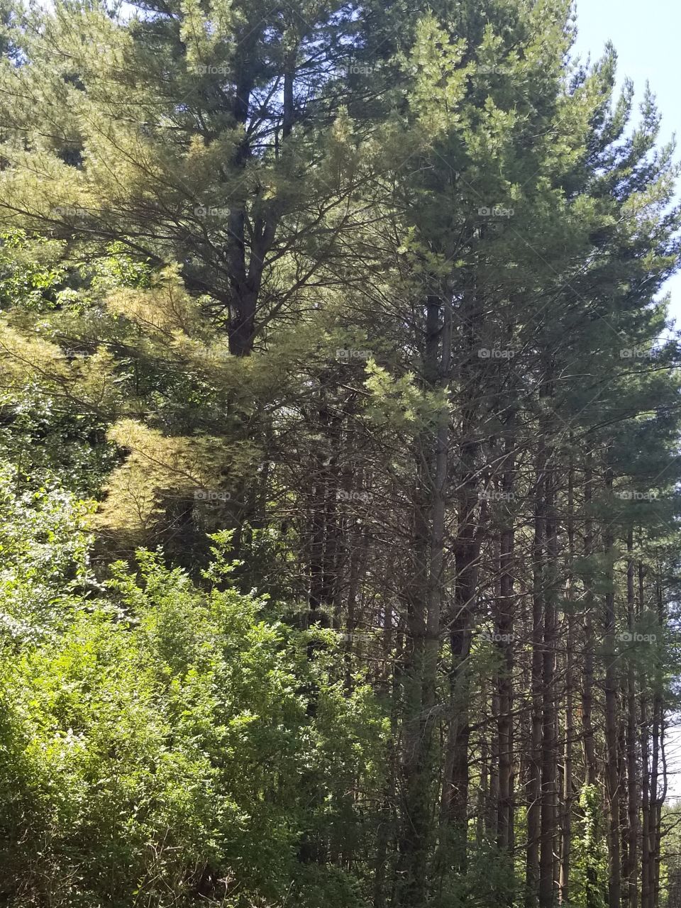 forest along the edge of the trail