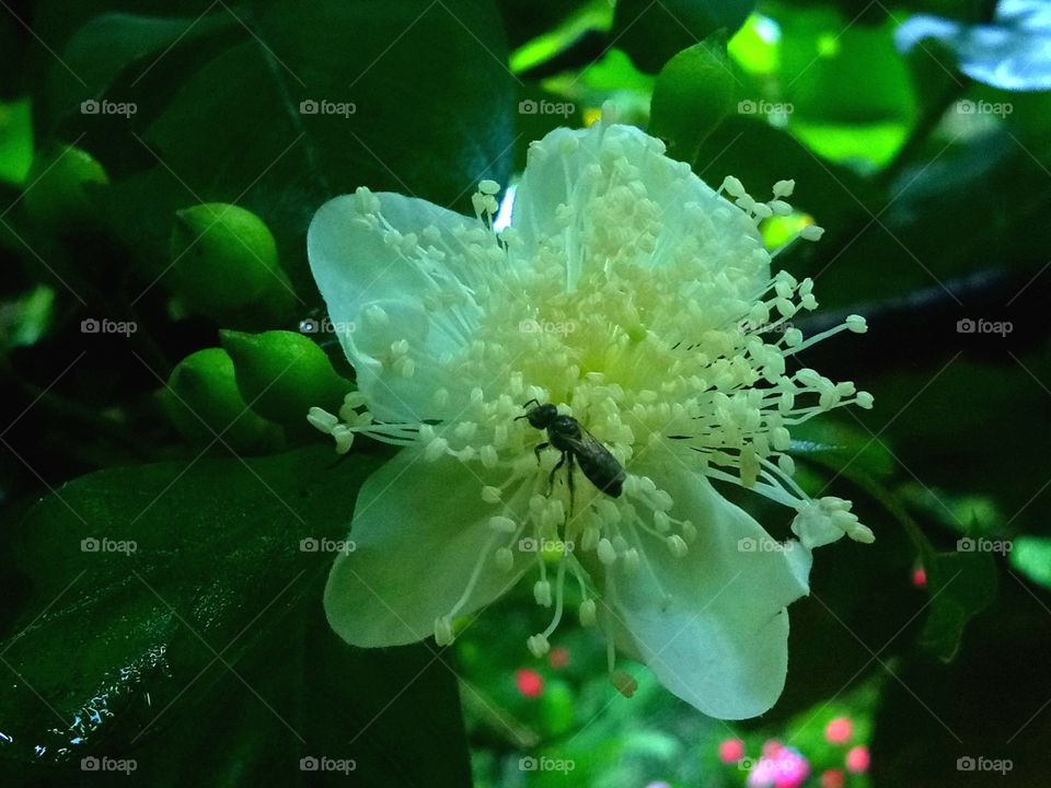 Flower... Insect...
