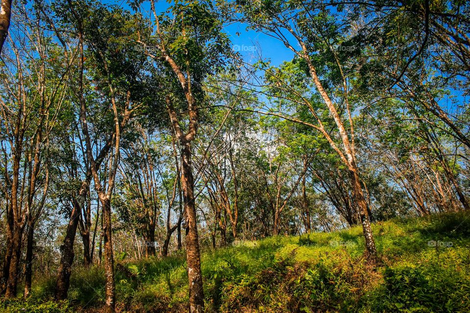 tropical forest rubber tree