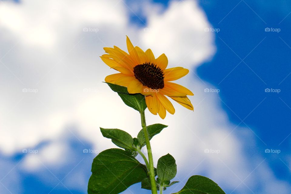 Sunflower up in the Sky so High