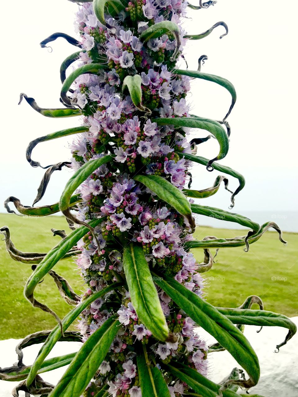 Beautiful unusual plant at South Shields 