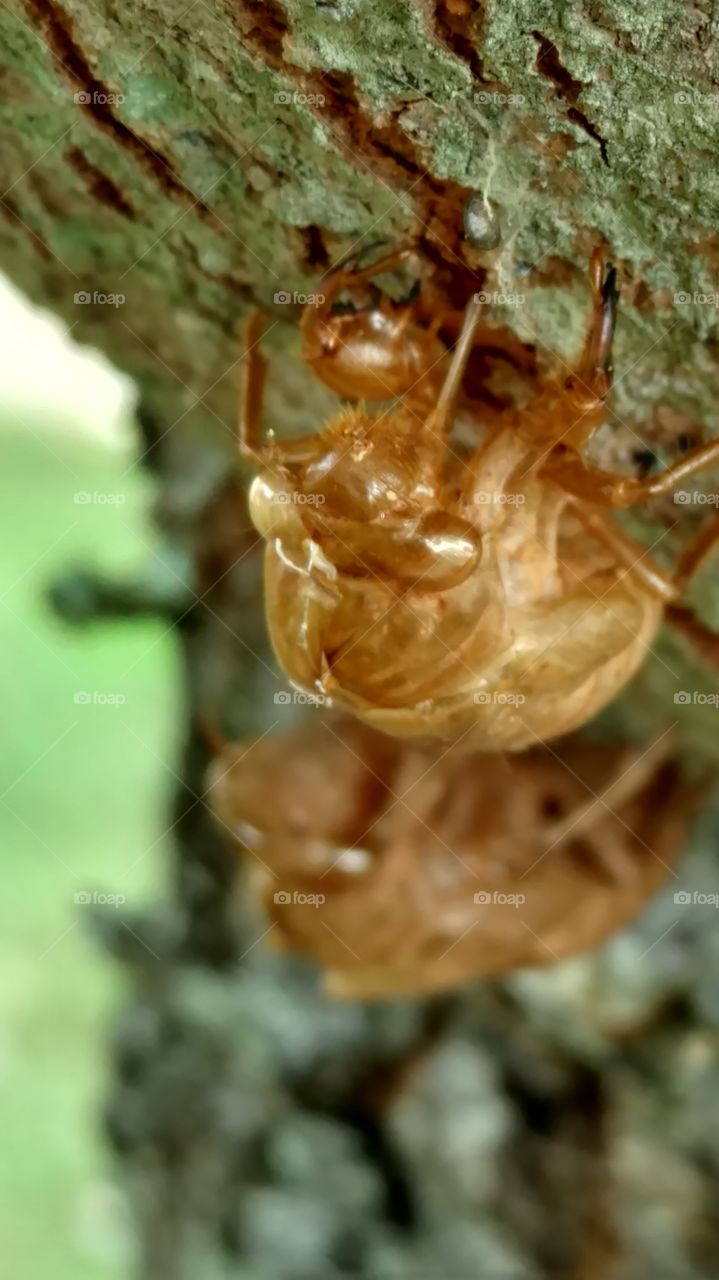 Nature, No Person, Closeup, Insect, Wood