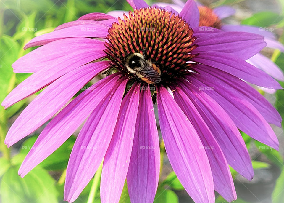 Honeybee on a pink coneflower