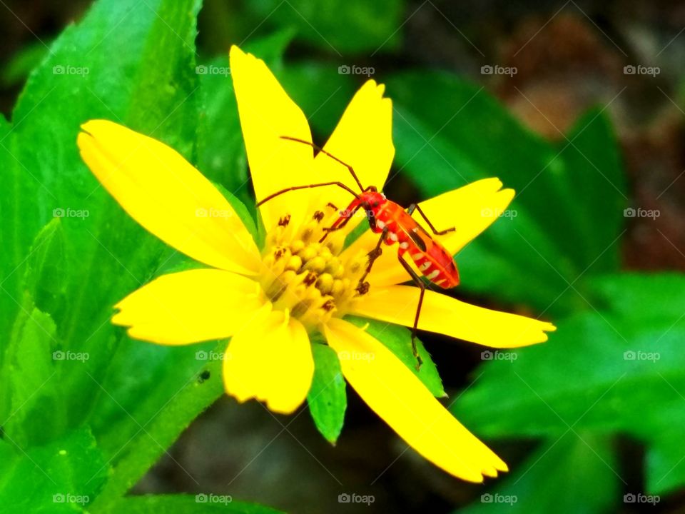 Bug and flower 2