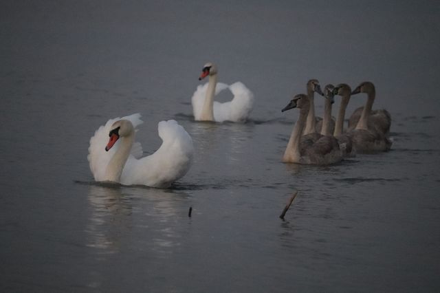 White swan