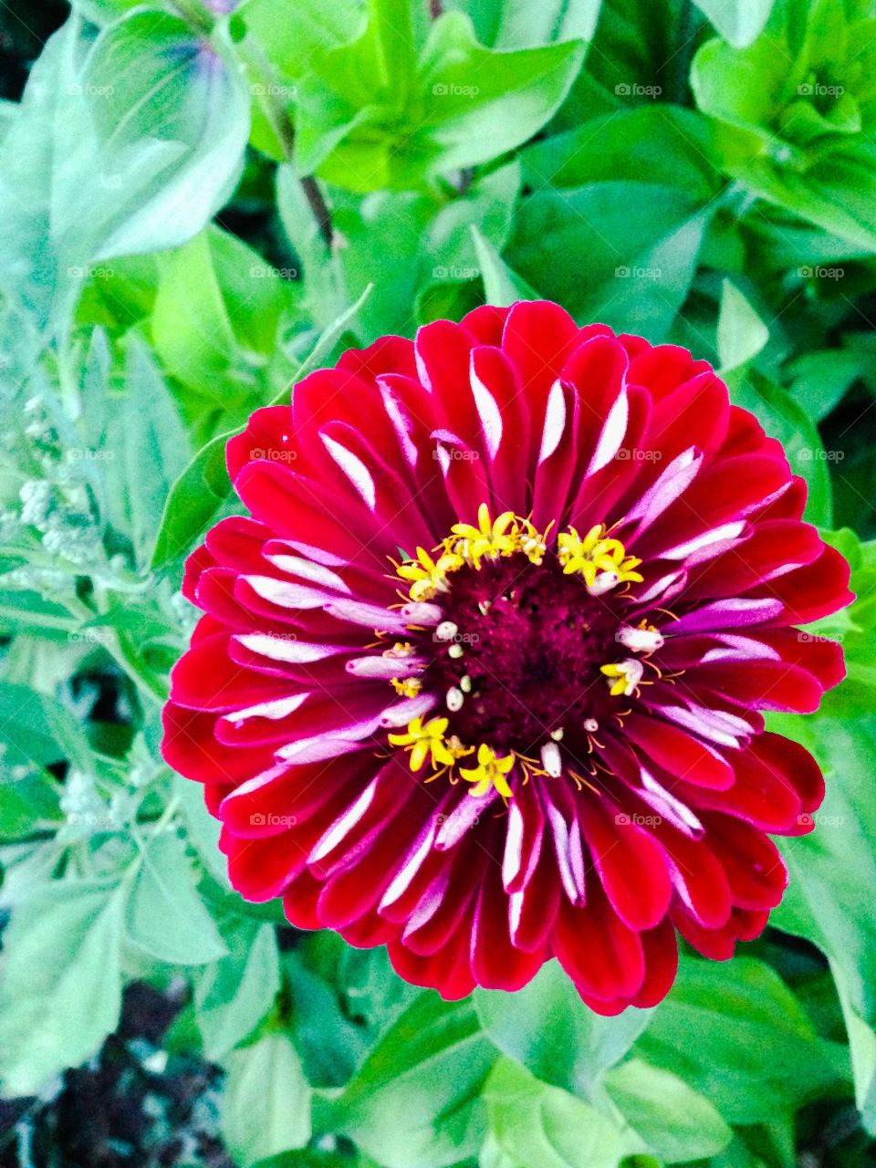 Zinnia 