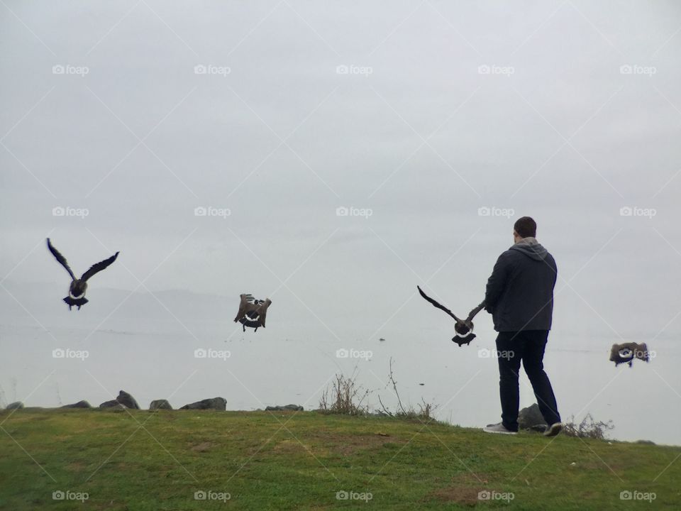 Man and geese 