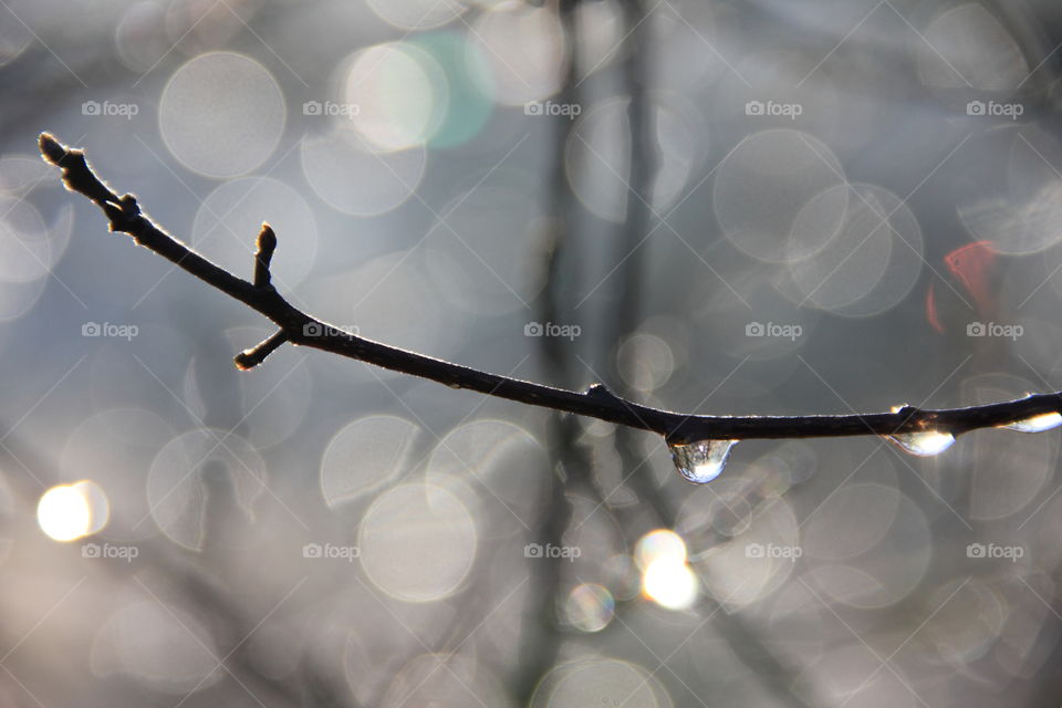 dew drop on a branch