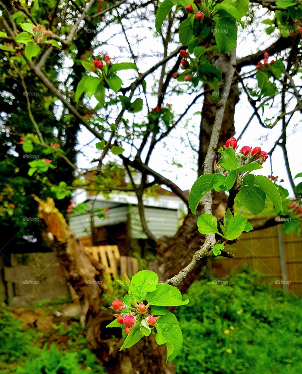 apple blossom