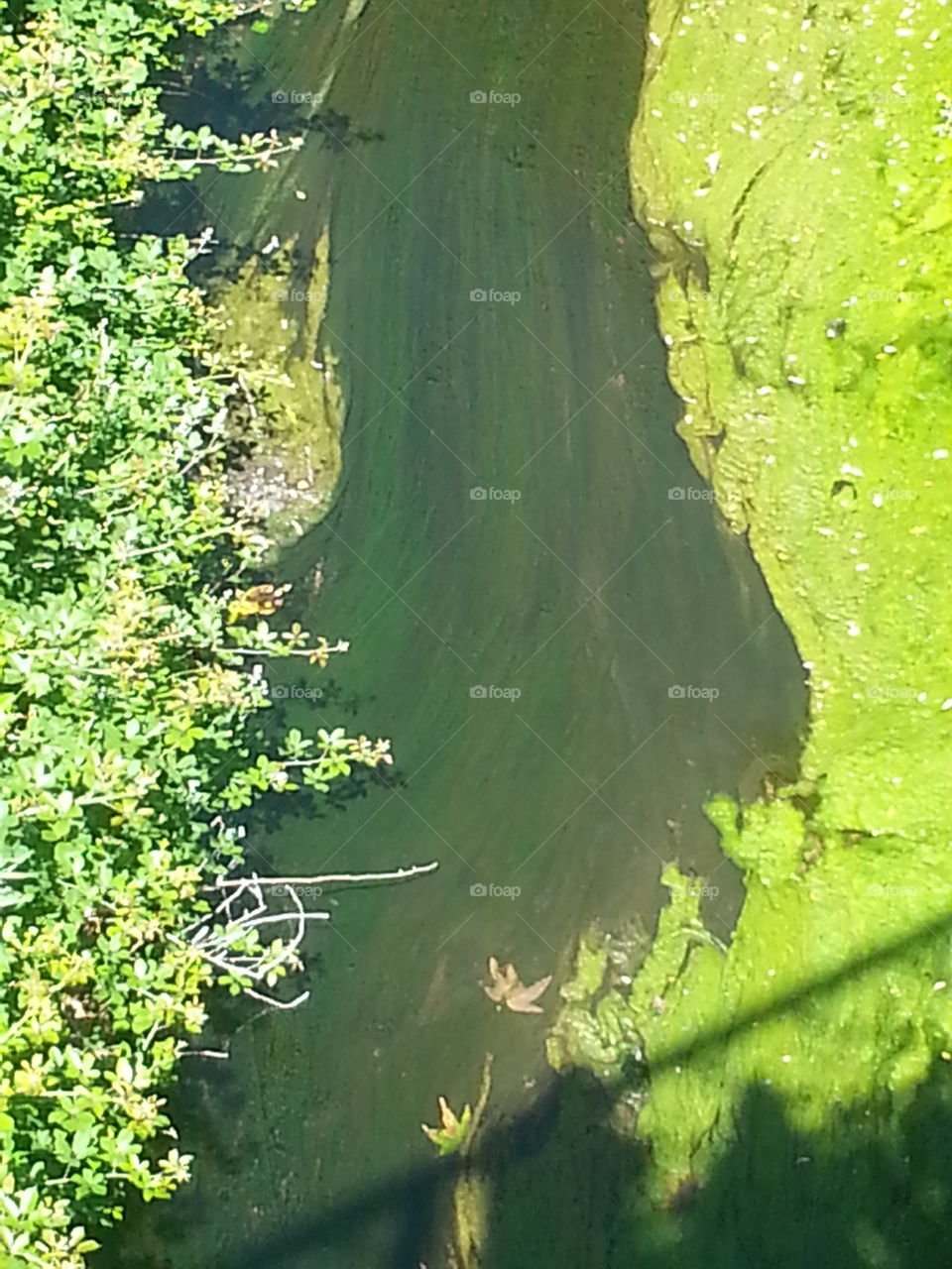algae in the river