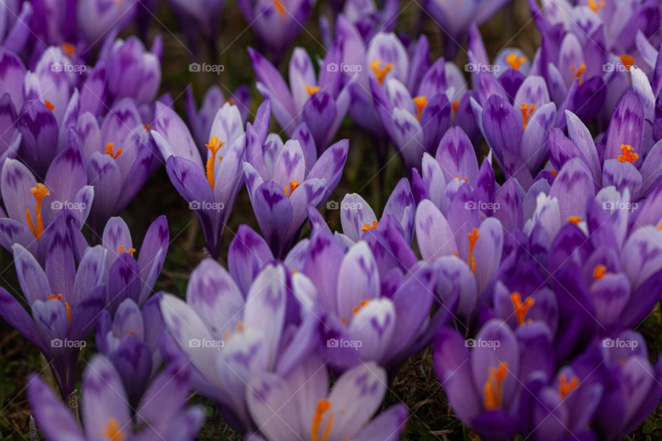 Crocuses 