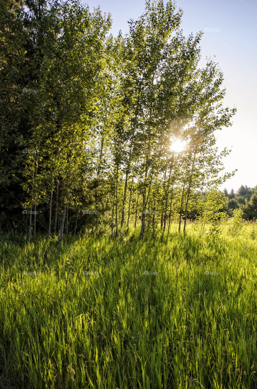 Green field and trees with sunshine