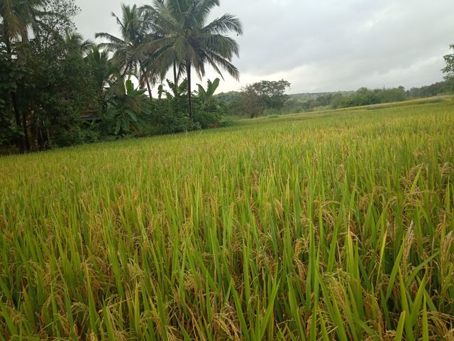 Nature beutiful life