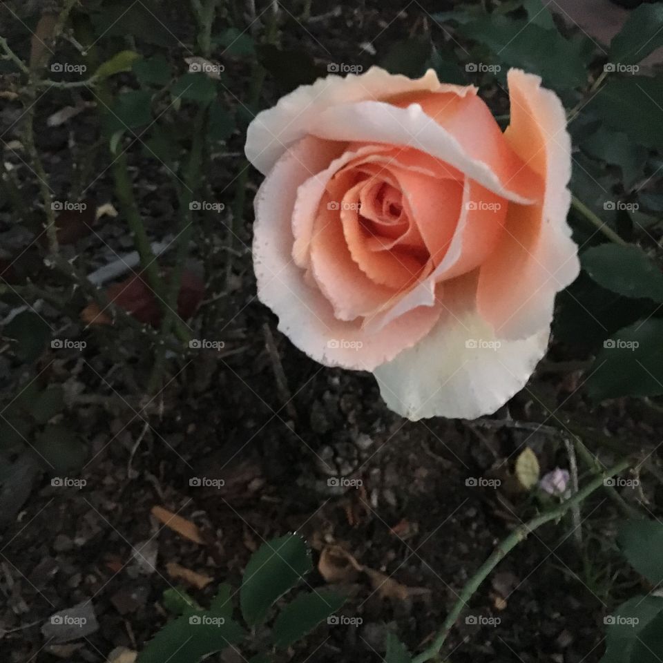 Single peach rose 