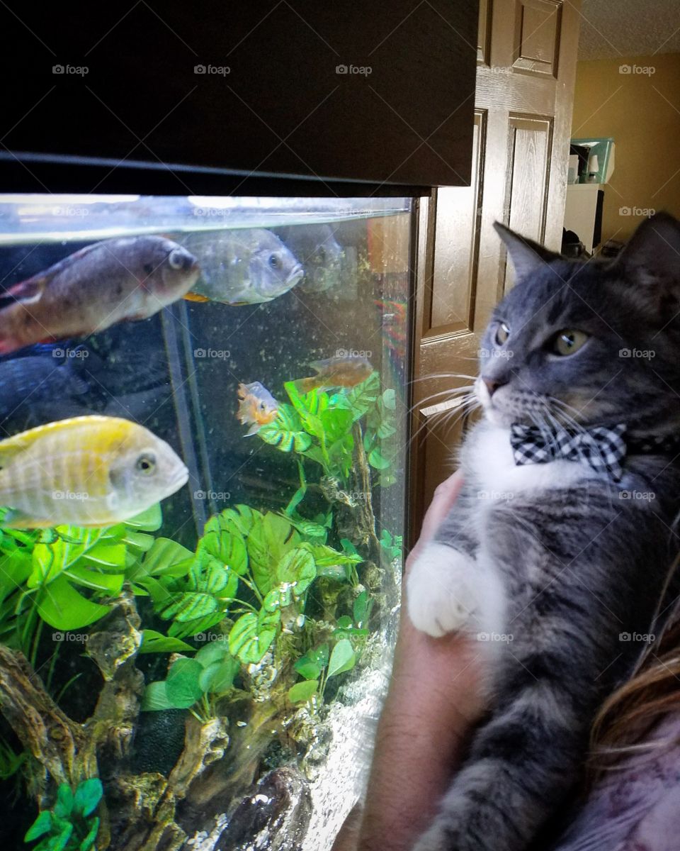Kitten looking at fish