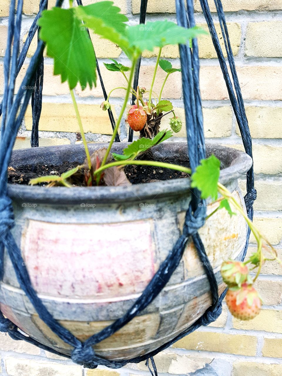 Strawberries growing in a basket.