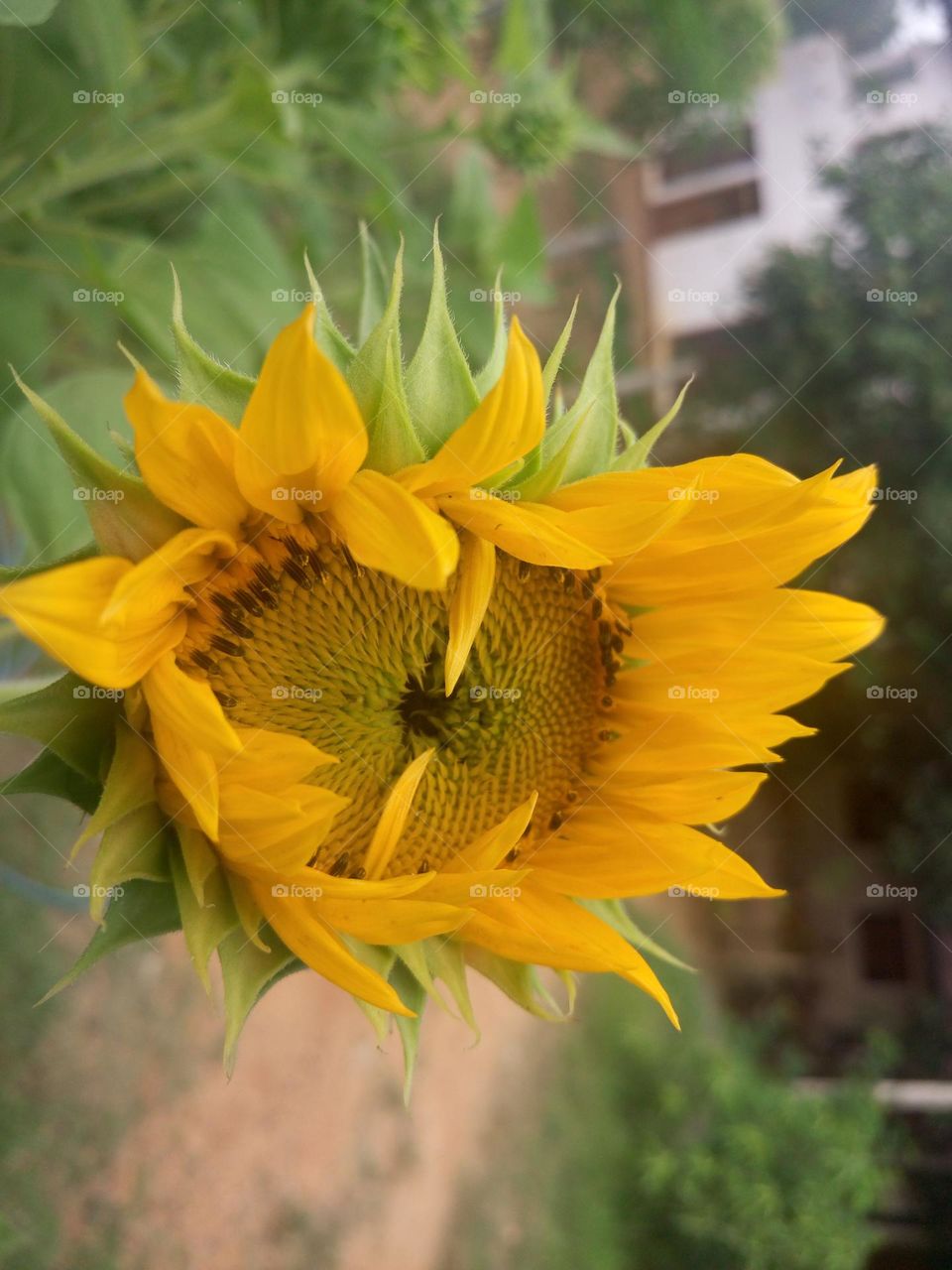Sunflower