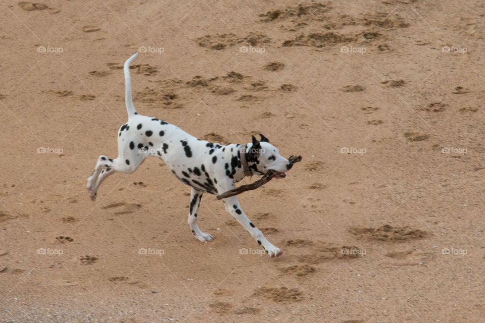 High angle view dog carrying wooden stick