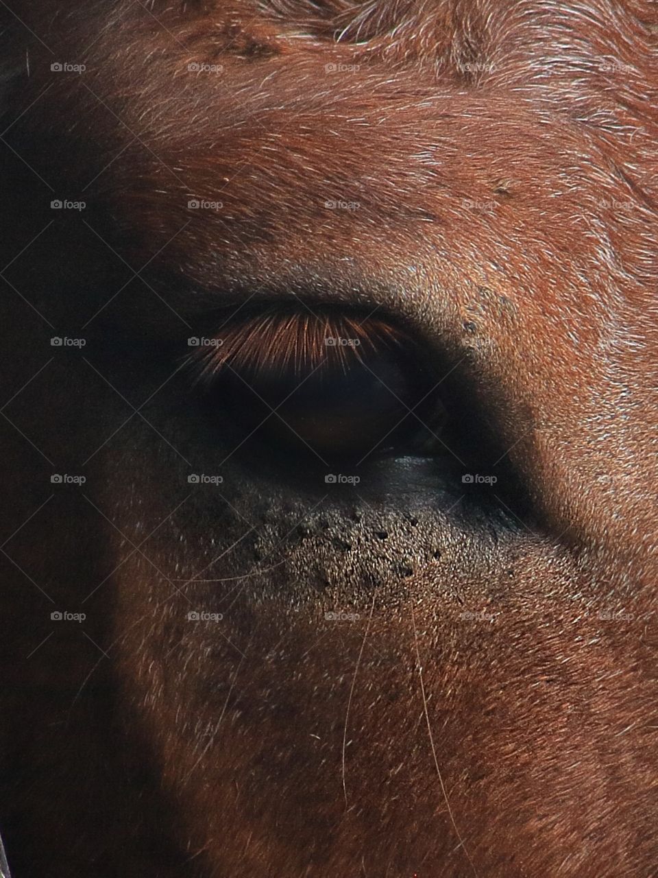close up of a horse's eye
