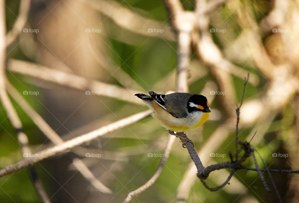 straited pardalote in the wild
