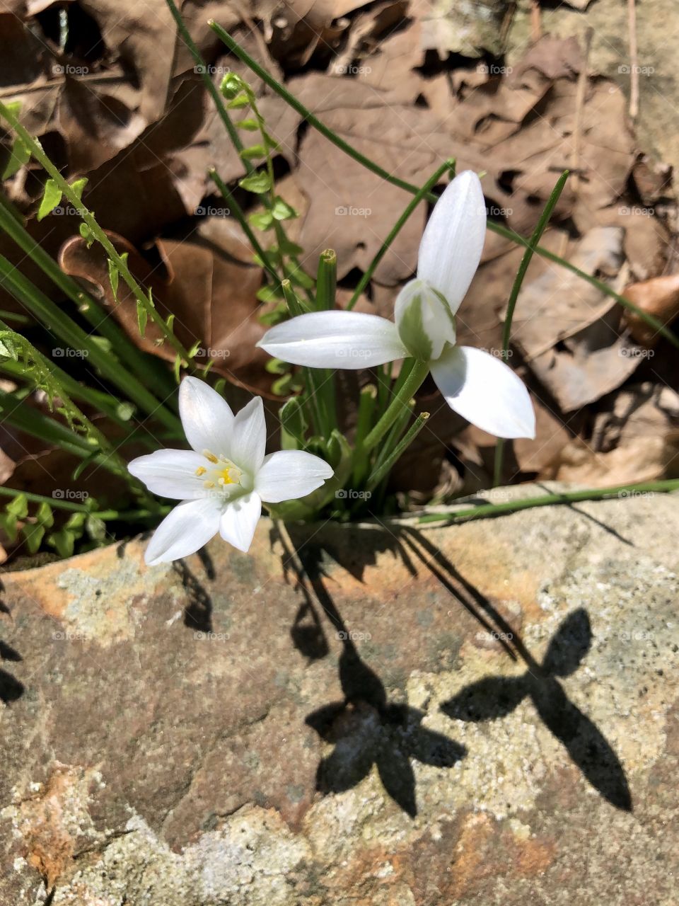 Bright spring blooms and shadows on rock