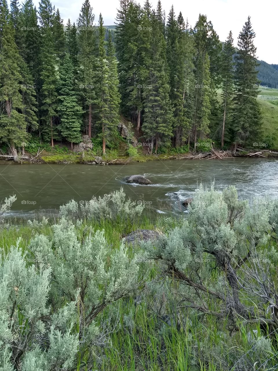 river at Lamar Valley, Yellowstone