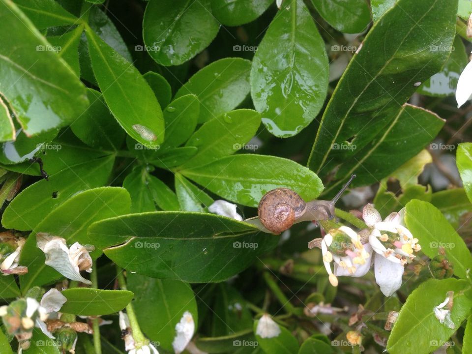 Snail