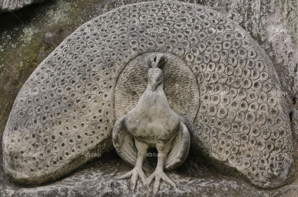 Rock Peacock