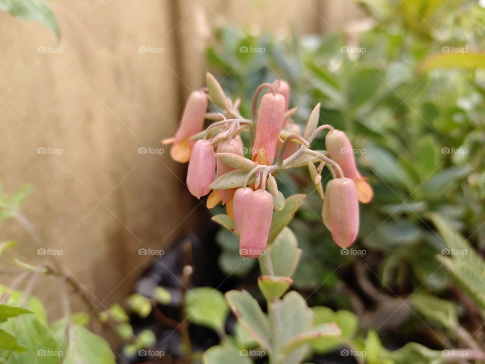 Kalanchoe fedtschenkoi 'Rosy Dawn'
