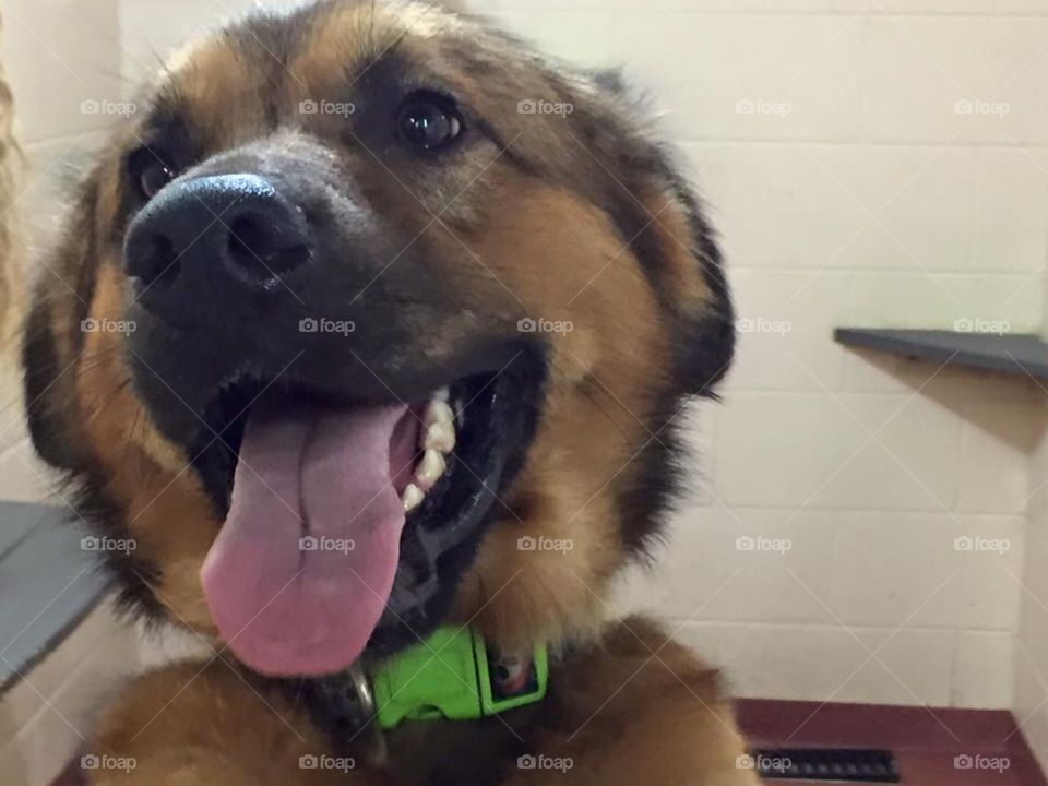 A dog waiting to be adopted at a shelter.