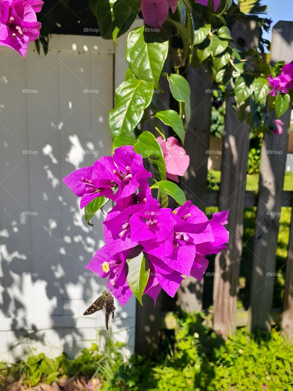 Purple flowers grow on a tree that overhangs two fences. One fence if brown and the other fence it white. Flowers and tree are in Central Florida.