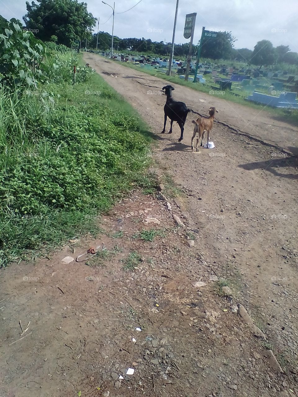 There is a female goat with her child looking for food by the side of the path
