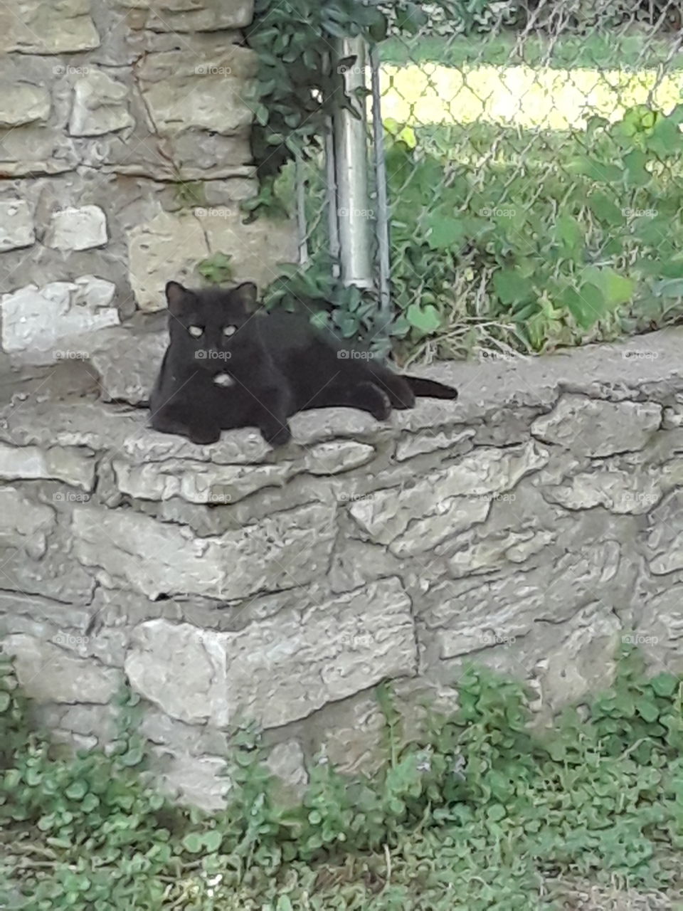 Black cat on a garden wall