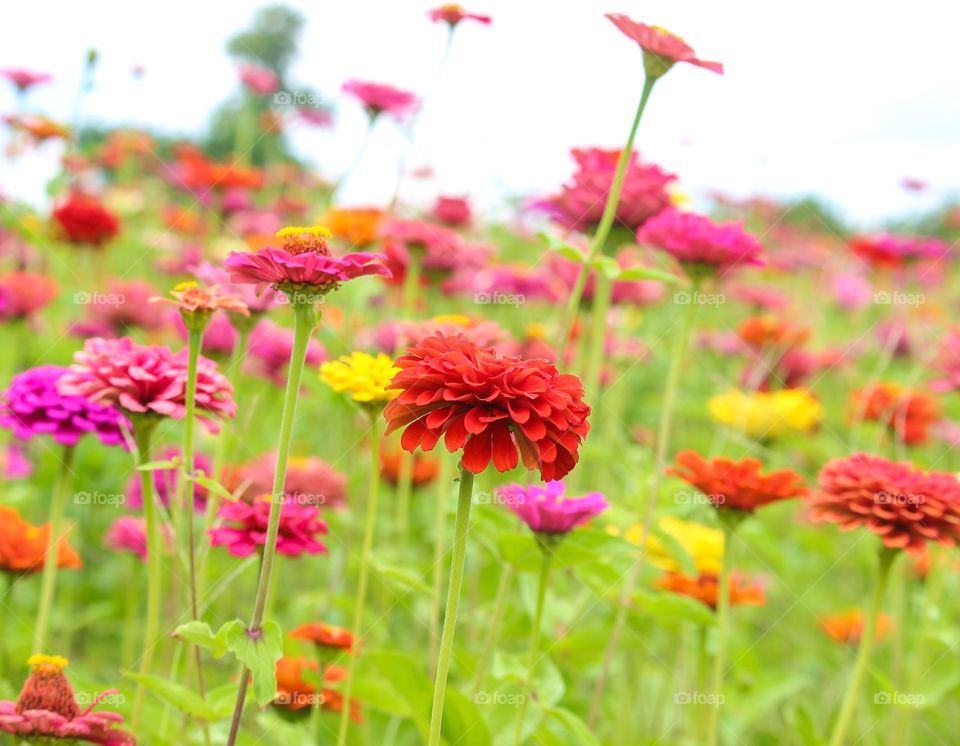 Blooming flowers in field