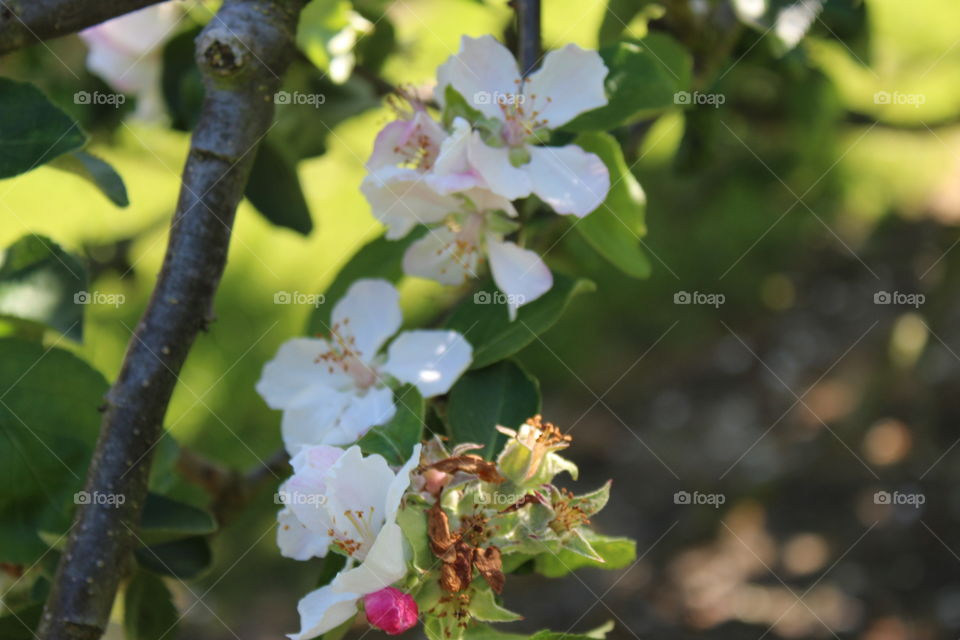 Apple tree flowers