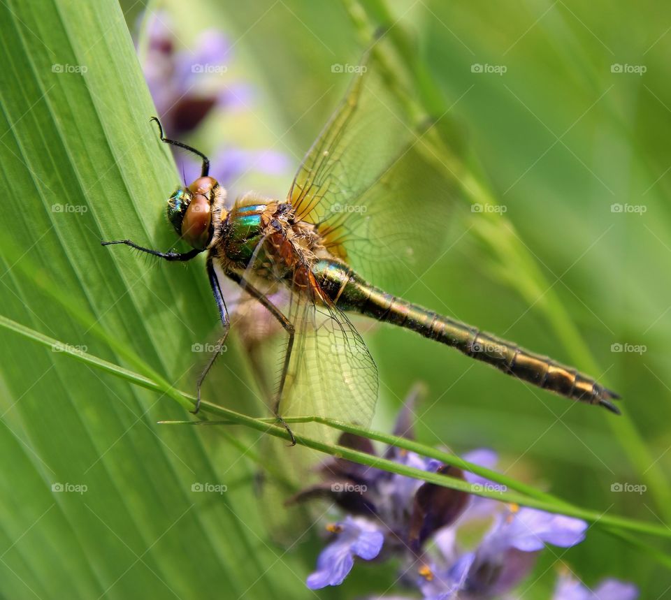 Dragonfly 